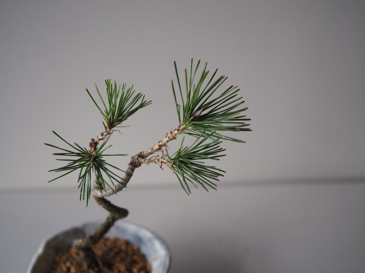 黒松 黒松（クロマツ）J サイズ：W19cm×H24cm | 榊麻美植物研究所