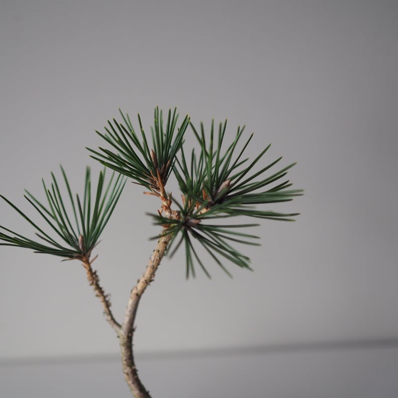 黒松（クロマツ）I サイズ：W14cm×H25cm | 榊麻美植物研究所