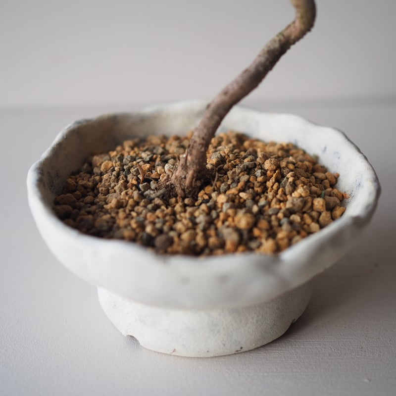 黒松（クロマツ）I サイズ：W14cm×H25cm | 榊麻美植物研究所