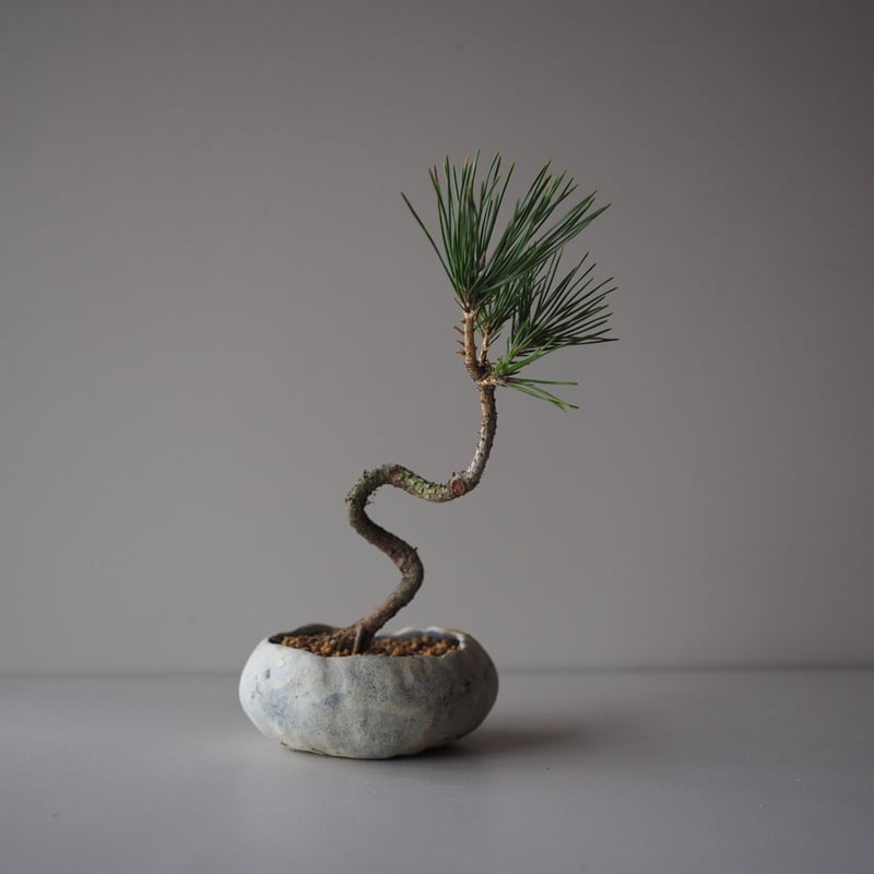 黒松（クロマツ）B サイズ：W15cm×H25cm | 榊麻美植物研究所