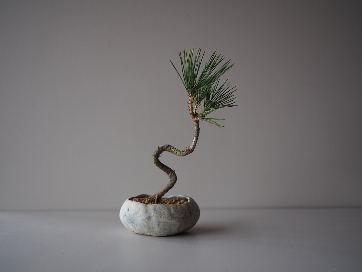 黒松（クロマツ）B サイズ：W15cm×H25cm | 榊麻美植物研究所