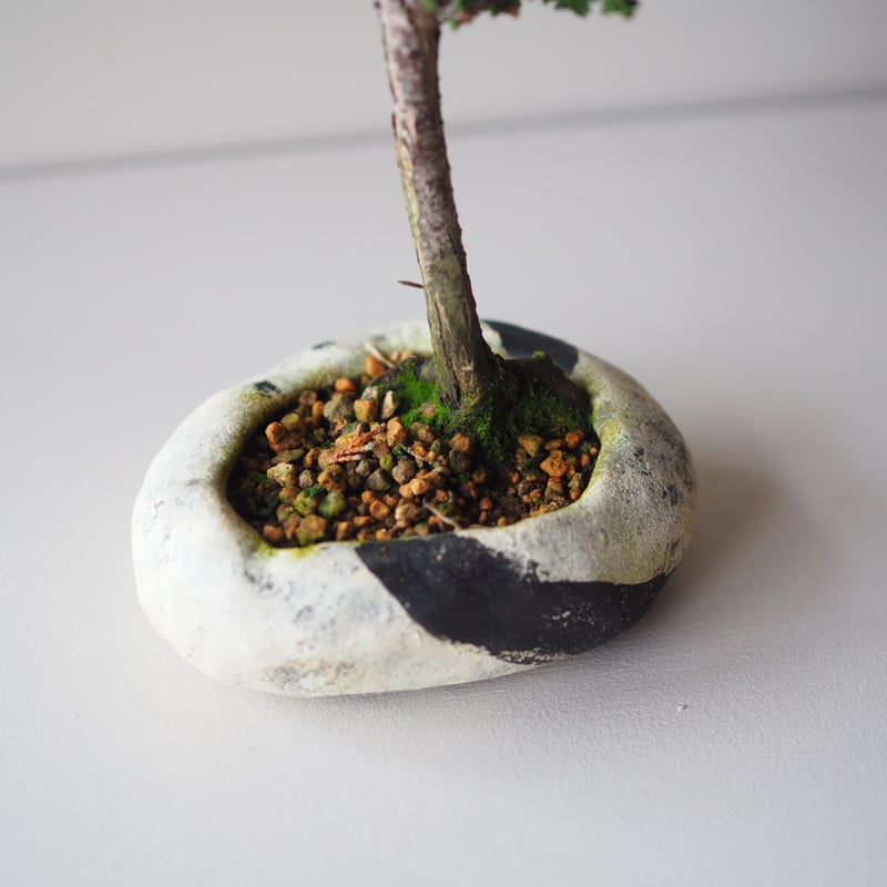 梵*丸様 石化檜 石化檜（セッカヒノキ）B サイズ：W12cm×H20cm | 榊麻美植物研究所