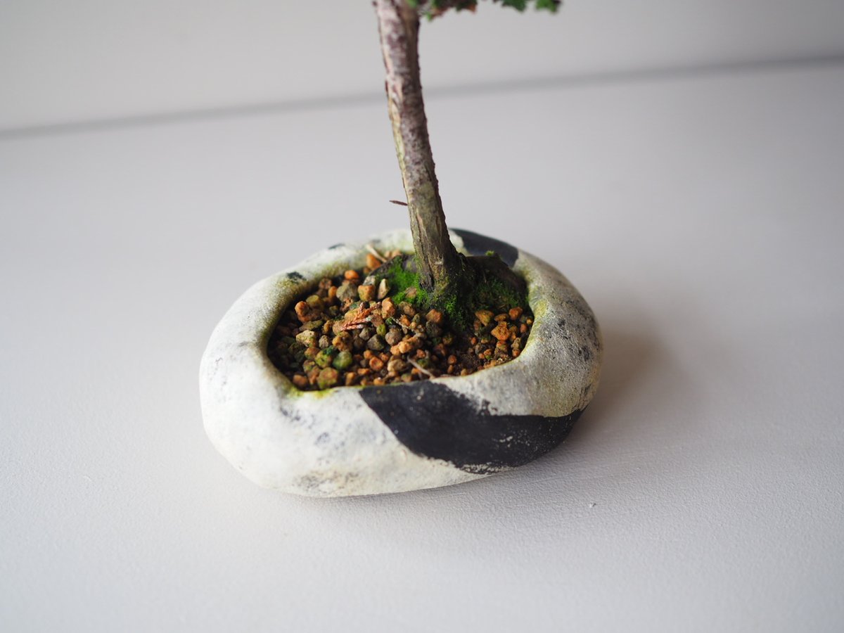 石化檜（セッカヒノキ）B サイズ：W12cm×H20cm | 榊麻美植物研究所