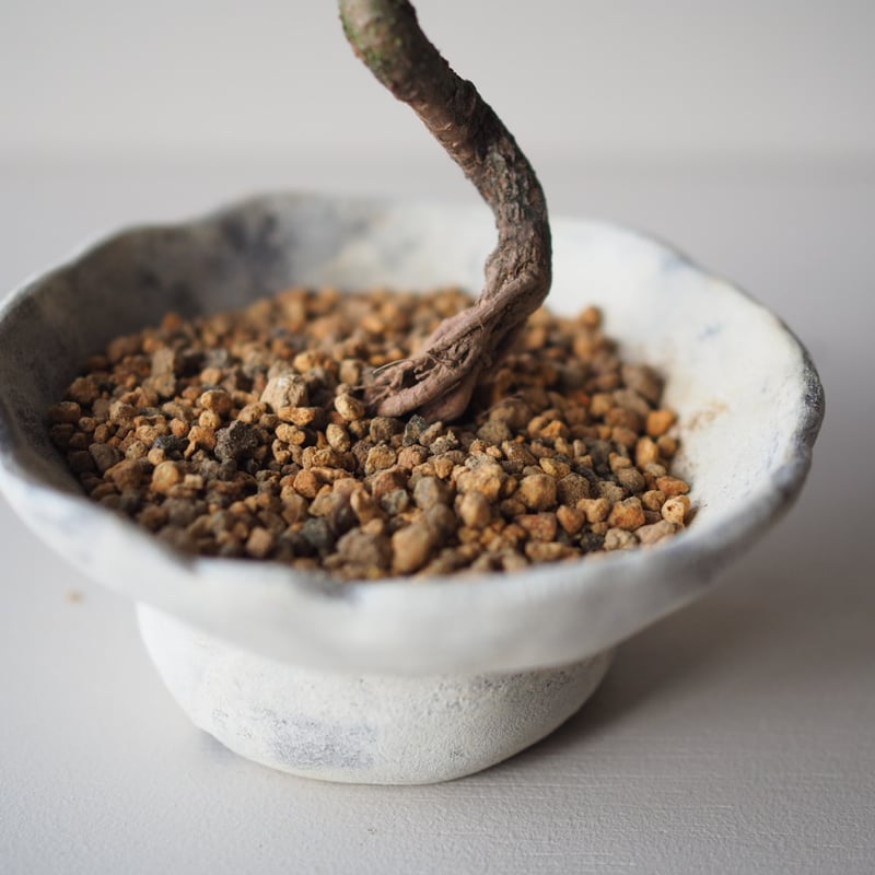 黒松　約5メート 黒松（クロマツ）K サイズ：W12cm×H23cm | 榊麻美植物研究所