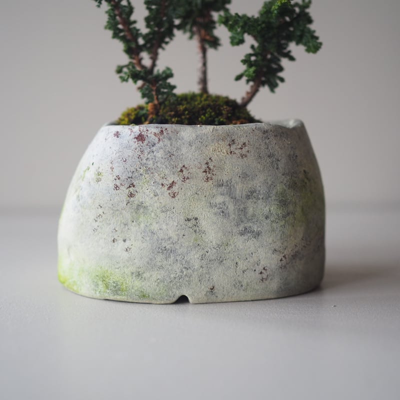 石化檜（セッカヒノキ）A サイズ：W12cm×H17cm | 榊麻美植物研究所