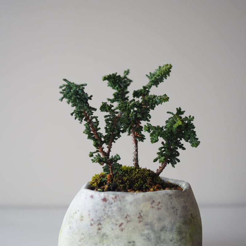 石化檜（セッカヒノキ）A サイズ：W12cm×H17cm | 榊麻美植物研究所
