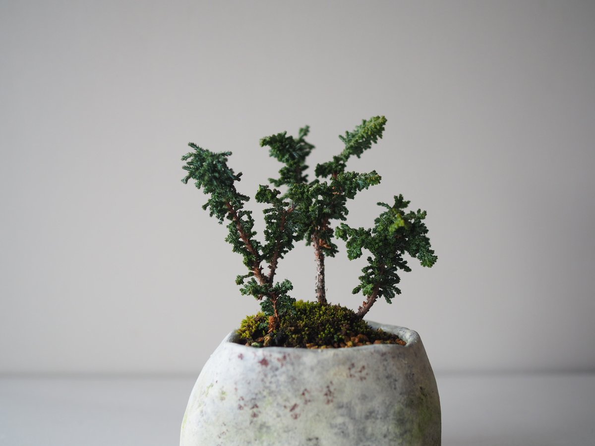 石化檜（セッカヒノキ）A サイズ：W12cm×H17cm | 榊麻美植物研究所