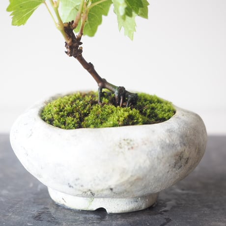 山葡萄(ヤマブドウ)　サイズ：Ｗ10cm×Ｈ15cm