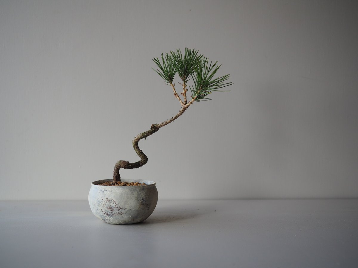 黒松　将来楽しみです 黒フェス”にホンダ×クロミのコラボブースが登場！ 松崎しげる仕様の