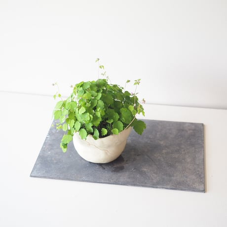 筑紫唐松草(ツクシカラマツソウ)　サイズ：Ｗ16cm×Ｈ16 cm
