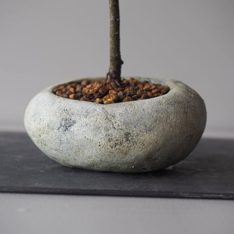 チャボ欅　サイズ：Ｗ11cm×Ｈ16cm