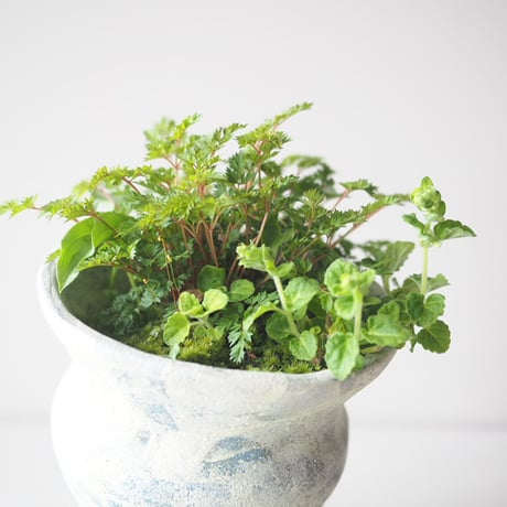 那智泡盛升麻・立浪草・乙女ギボウシ　サイズ：Ｗ13cm×Ｈ14cm