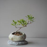 ドウダンツツジ　サイズ：Ｗ16cm×Ｈ16cm
