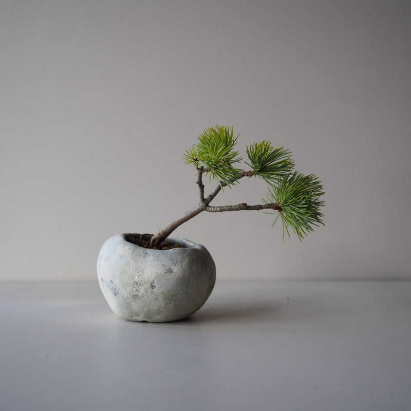 五葉松（ゴヨウマツ）A サイズ：W19cm×H17cm | 榊麻美植物研究所