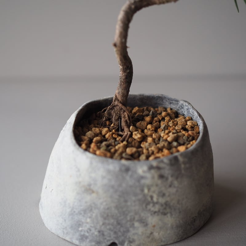 黒松（クロマツ）C サイズ：W18cm×H21cm | 榊麻美植物研究所