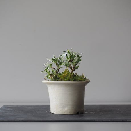 白丁花(ハクチョウゲ)　サイズ：Ｗ8cm×Ｈ11cm
