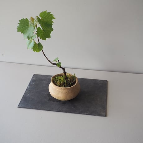 山葡萄(ヤマブドウ)　サイズ：Ｗ18cm×Ｈ30cm