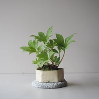 丹頂草(タンチョウソウ)　サイズ：Ｗ13cm×Ｈ20cm