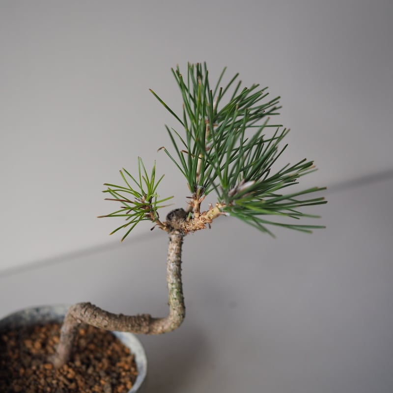 黒松（クロマツ）L サイズ：W19cm×H21cm | 榊麻美植物研究所