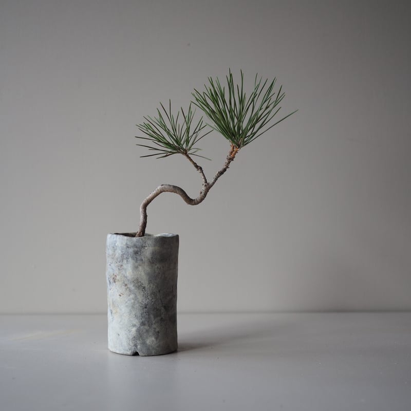 黒松（クロマツ）H サイズ：W19cm×H28cm | 榊麻美植物研究所