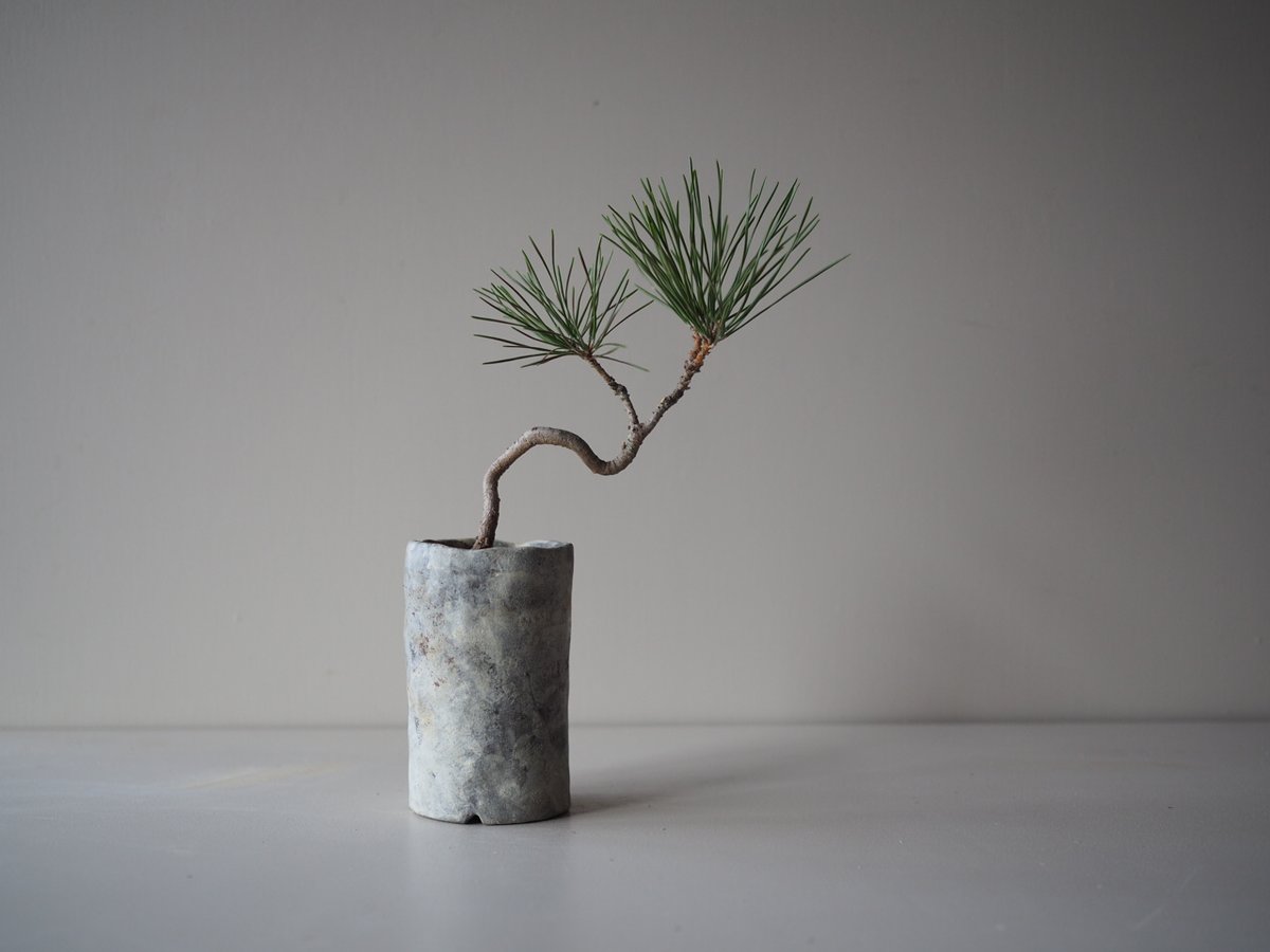 黒松（クロマツ）H サイズ：W19cm×H28cm | 榊麻美植物研究所