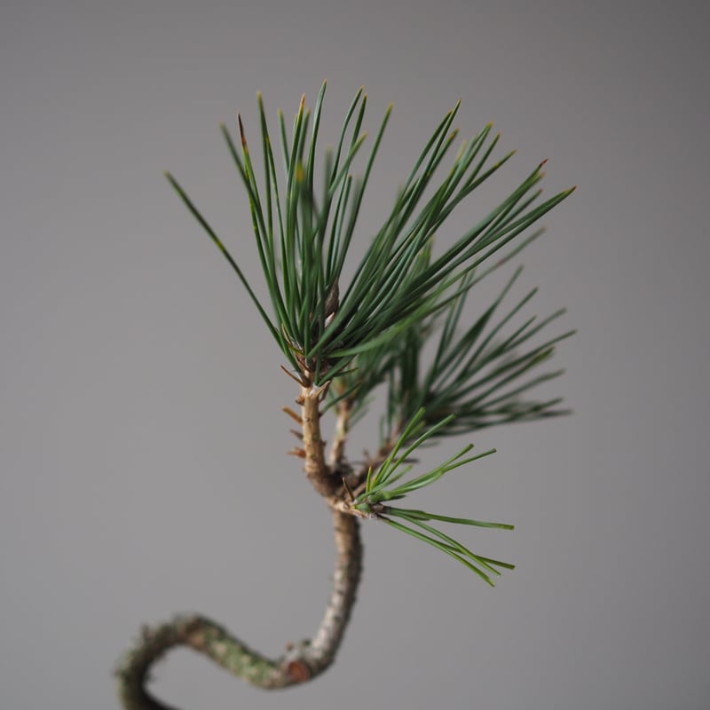 不細工な黒松 楽天市場】盆栽 松 黒松 樹高 約25cm くろまつ 高級盆栽 Pinus