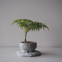 紅葉　サイズ：Ｗ19cm×Ｈ17cm