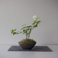 コガクウツギ　サイズ：Ｗ20cm×Ｈ22 cm   ※開花中のため早めの受け取り推奨