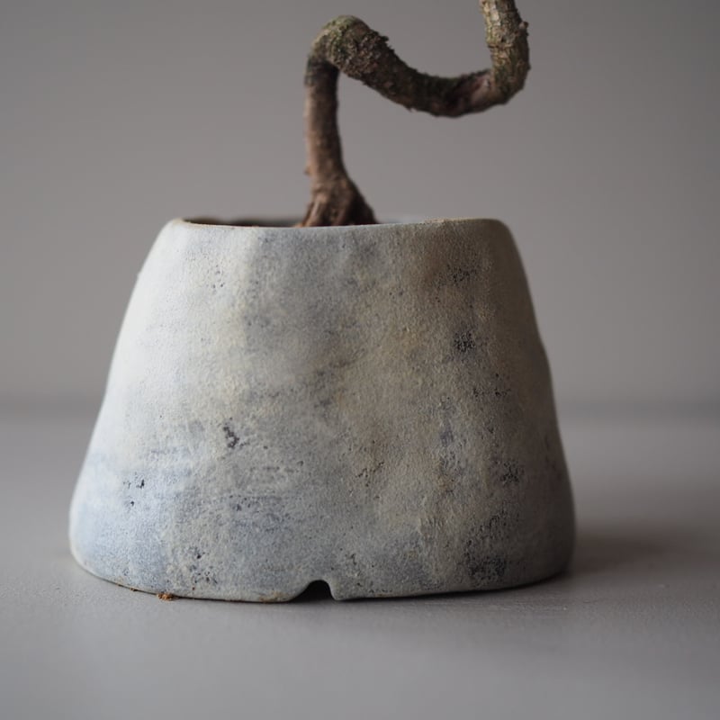 黒松　将来楽しみです 黒松（クロマツ）D サイズ：W17cm×H24cm | 榊麻美植物研究所