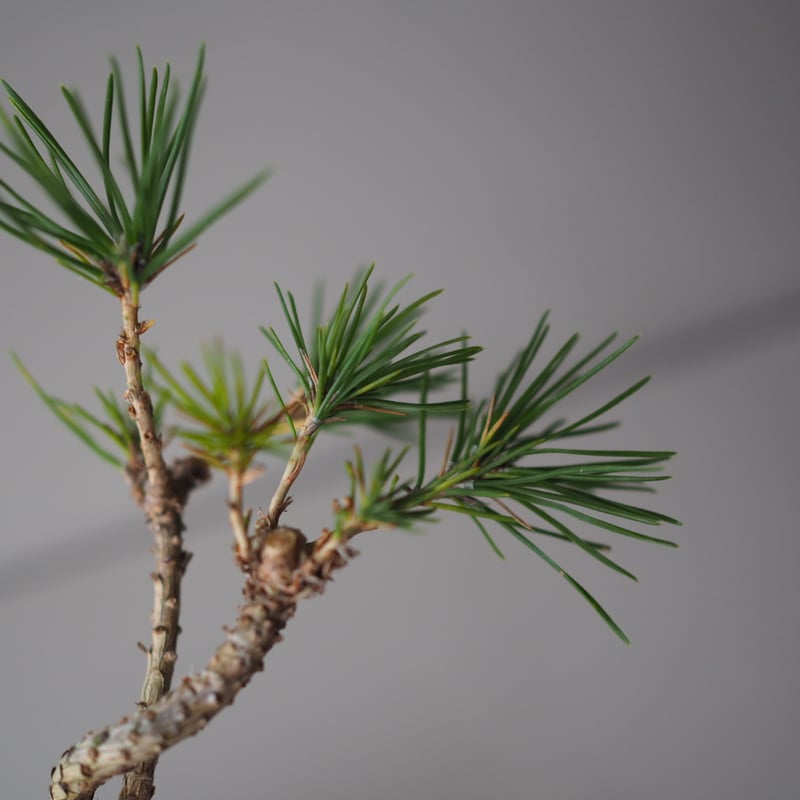 黒松 黒松（クロマツ）E サイズ：W18cm×H22cm | 榊麻美植物研究所