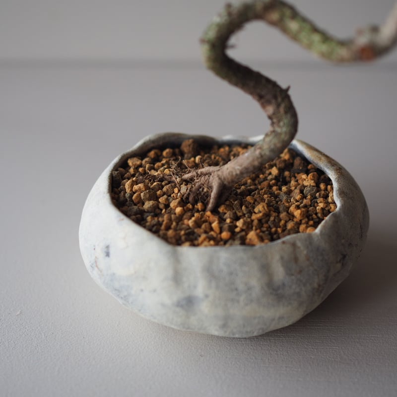 黒松（クロマツ）B サイズ：W15cm×H25cm | 榊麻美植物研究所