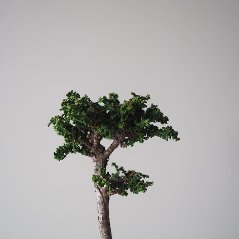 石化檜（セッカヒノキ）B サイズ：W12cm×H20cm | 榊麻美植物研究所