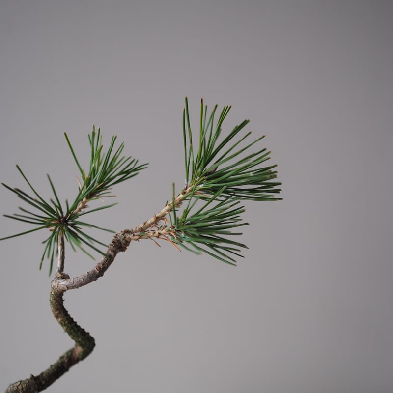 黒松　将来楽しみです 黒松（クロマツ）J サイズ：W19cm×H24cm | 榊麻美植物研究所