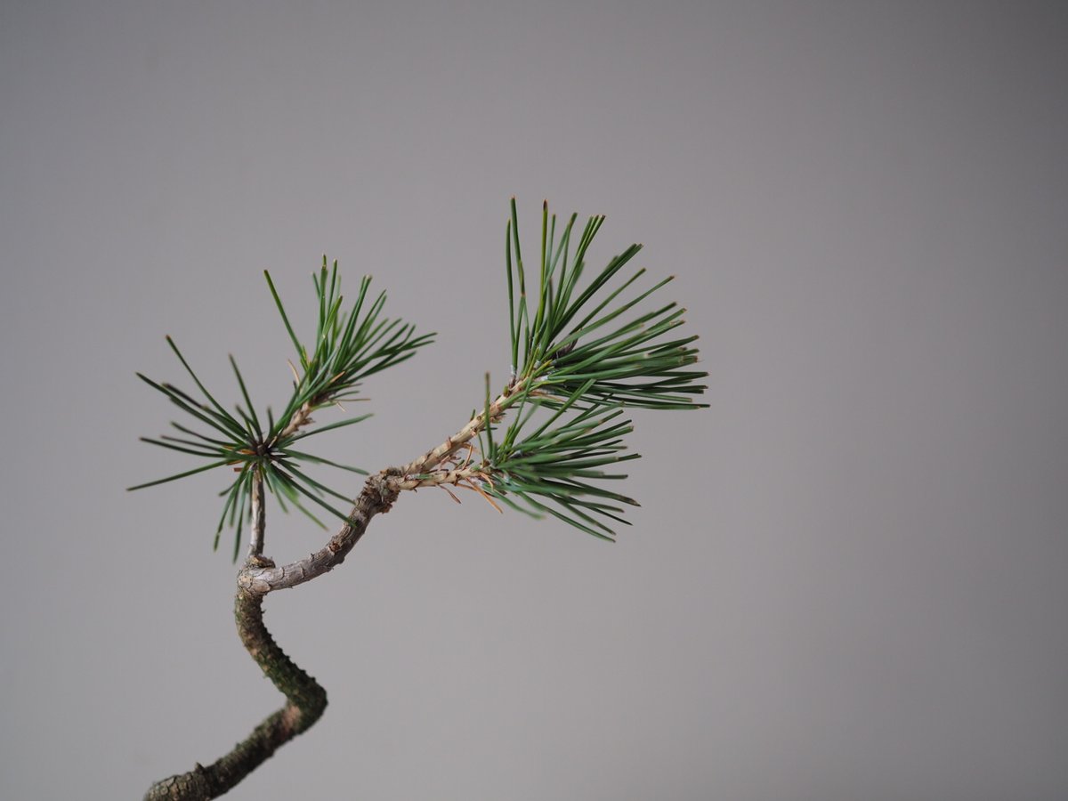 黒松松 黒松（クロマツ）J サイズ：W19cm×H24cm | 榊麻美植物研究所