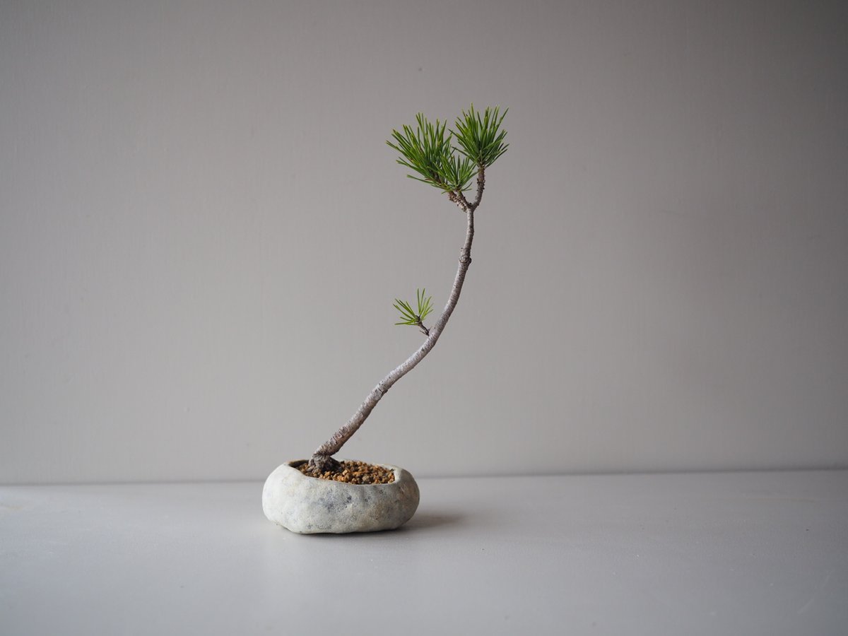 黒松 黒松（クロマツ）A サイズ：W19cm×H29cm | 榊麻美植物研究所