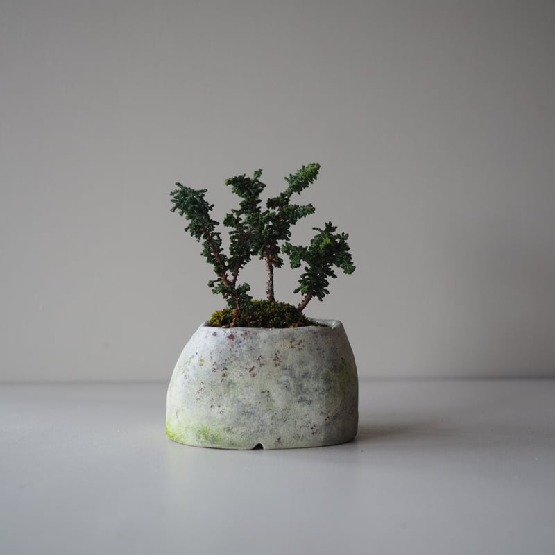 石化檜（セッカヒノキ）A サイズ：W12cm×H17cm | 榊麻美植物研究所