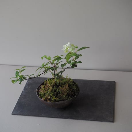 コガクウツギ　サイズ：Ｗ20cm×Ｈ22 cm   ※開花中のため早めの受け取り推奨