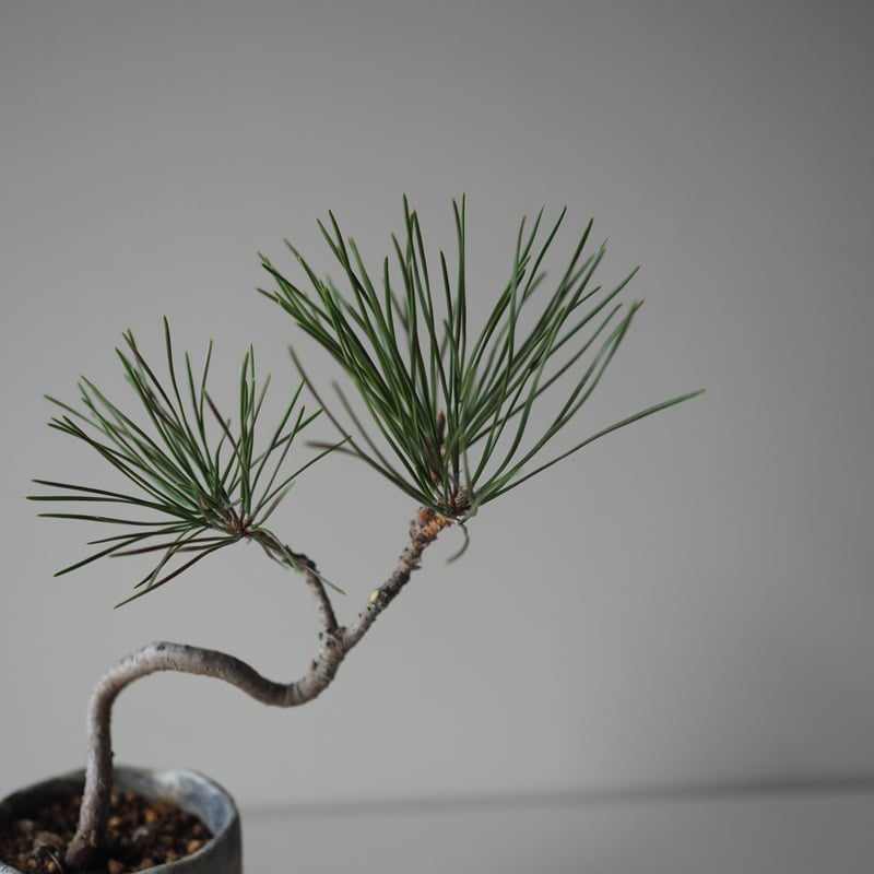 黒松（クロマツ）H サイズ：W19cm×H28cm | 榊麻美植物研究所