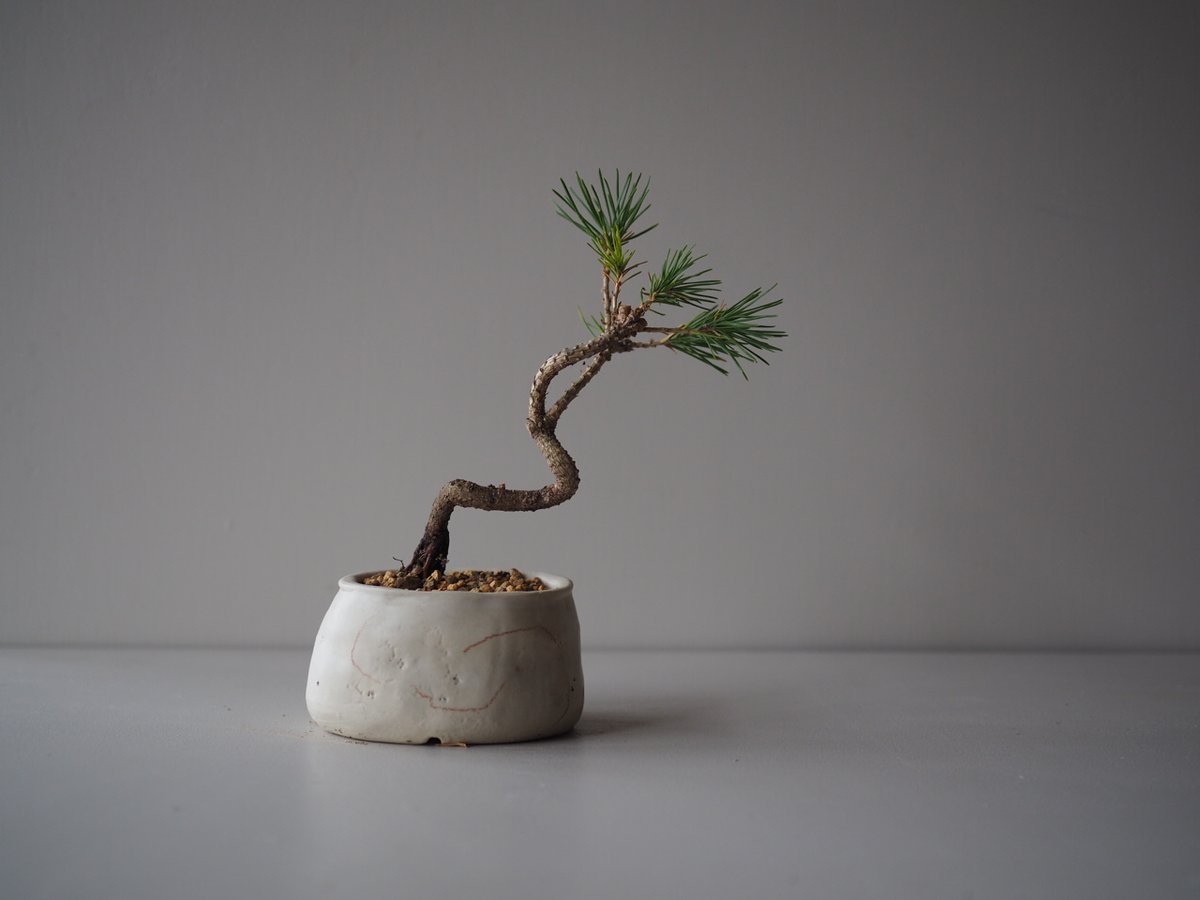 黒松（クロマツ）盆栽 SS004 黒松（クロマツ）盆栽 SS004 黒松（クロマツ）盆栽 S004 【公式通販】