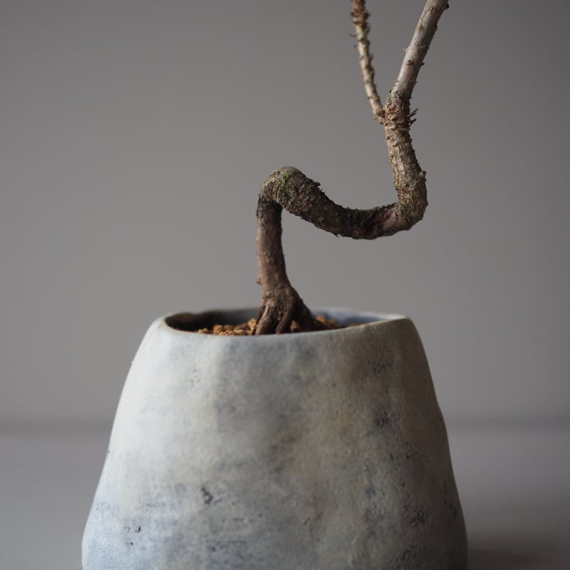 黒松　将来楽しみです 黒松（クロマツ）J サイズ：W19cm×H24cm | 榊麻美植物研究所