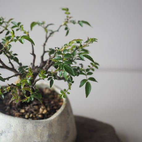 屋久島姫薔薇　サイズ：Ｗ13cm×Ｈ14cm