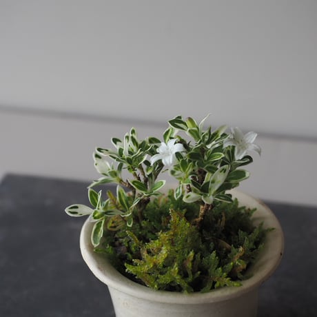 白丁花(ハクチョウゲ)　サイズ：Ｗ8cm×Ｈ11cm