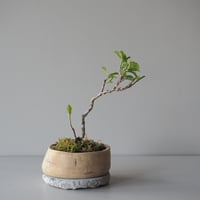 万作(マンサク)　サイズ：Ｗ19cm×Ｈ22cm