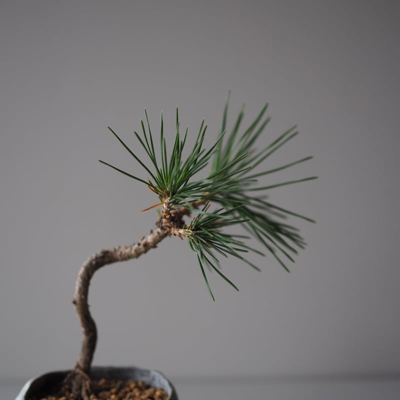 黒松（クロマツ）C サイズ：W18cm×H21cm | 榊麻美植物研究所