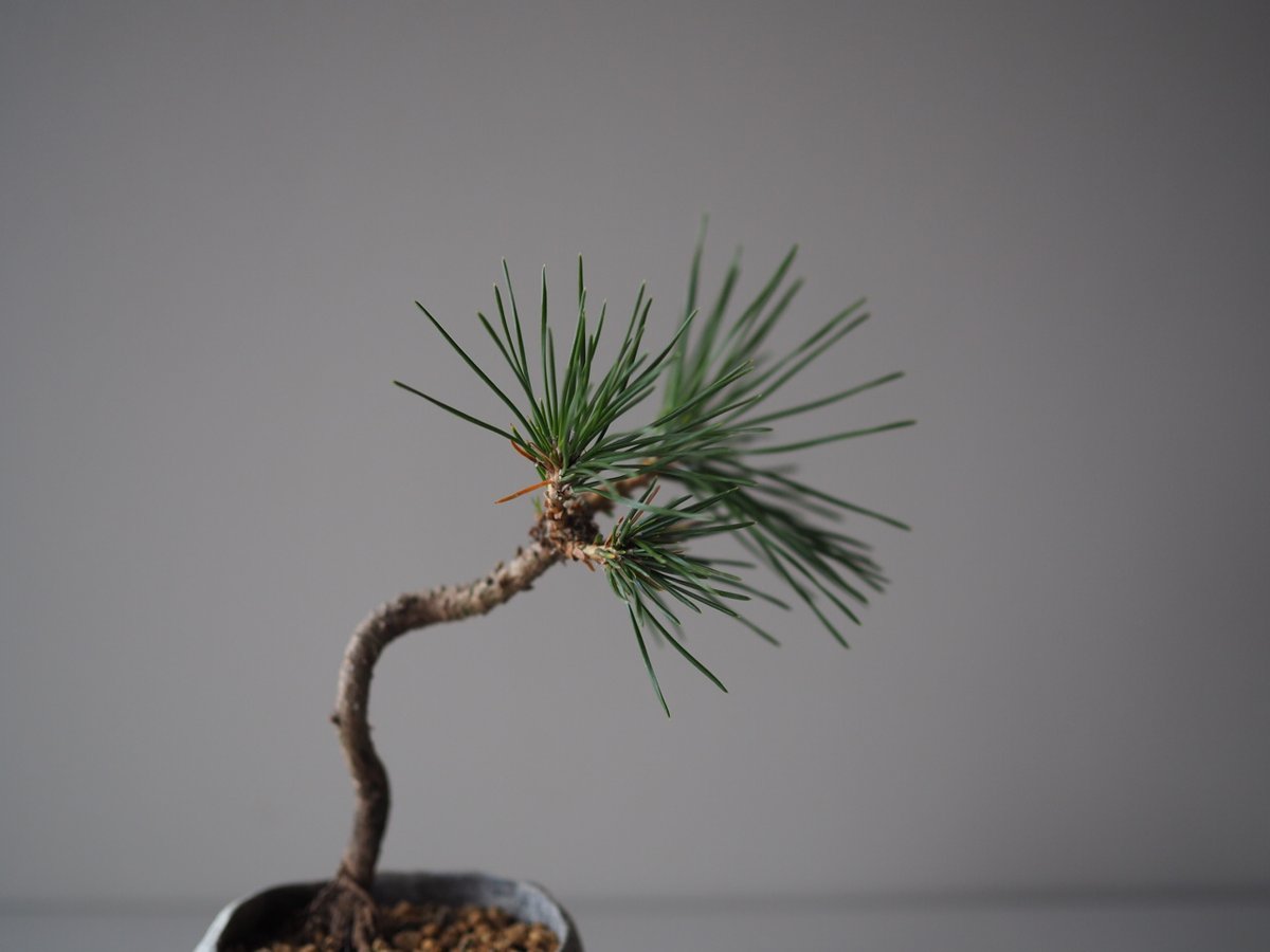 黒松 黒松（クロマツ）C サイズ：W18cm×H21cm | 榊麻美植物研究所