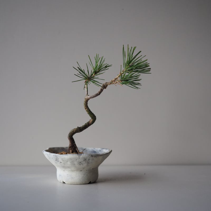 黒松（クロマツ）J サイズ：W19cm×H24cm | 榊麻美植物研究所