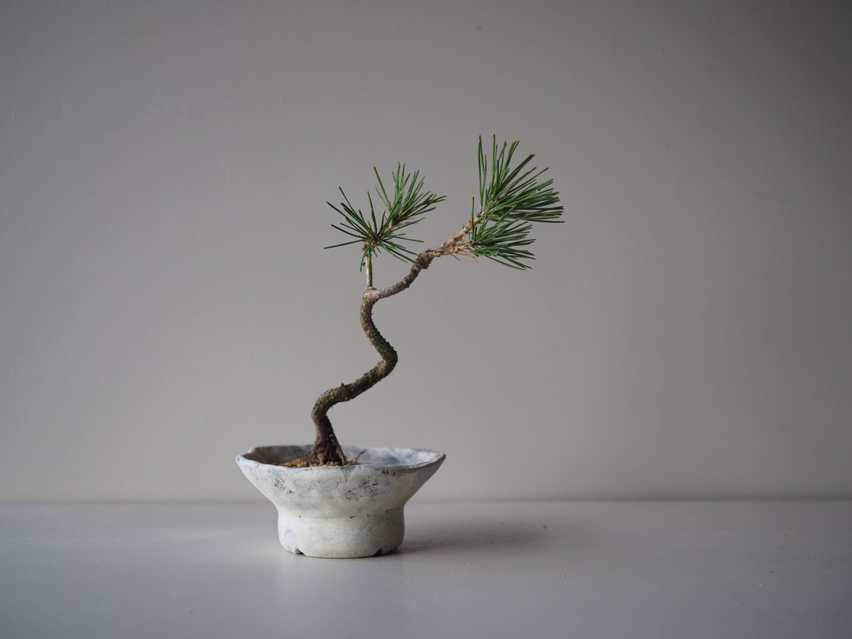 黒松（クロマツ）J サイズ：W19cm×H24cm | 榊麻美植物研究所