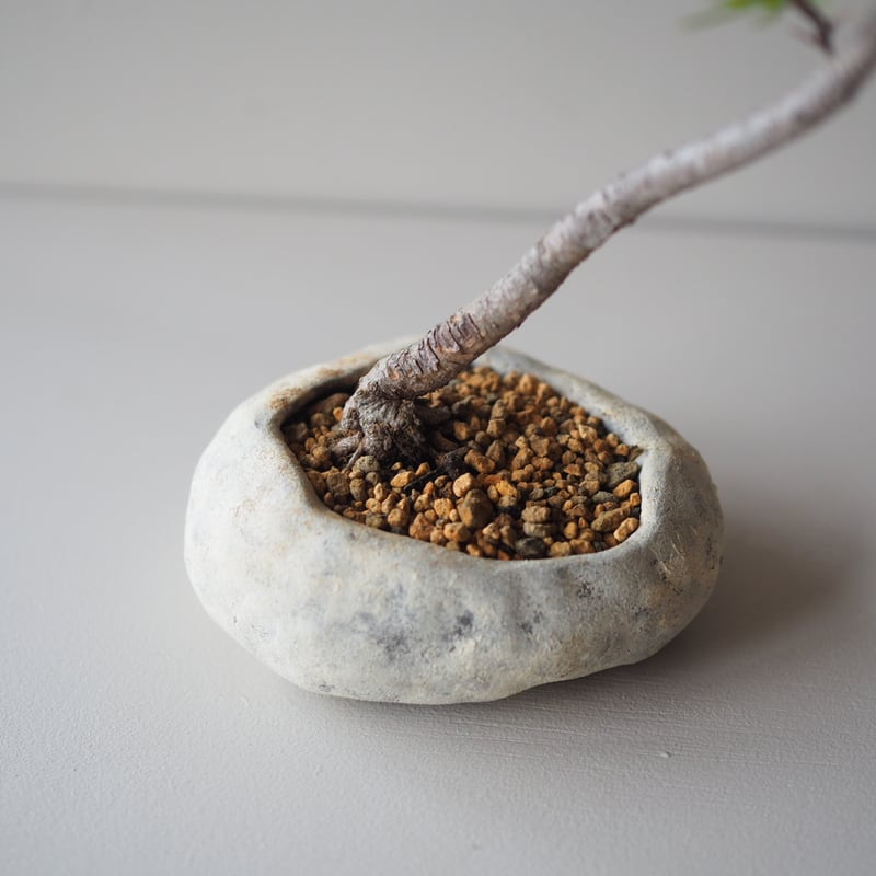 黒松（クロマツ）A サイズ：W19cm×H29cm | 榊麻美植物研究所