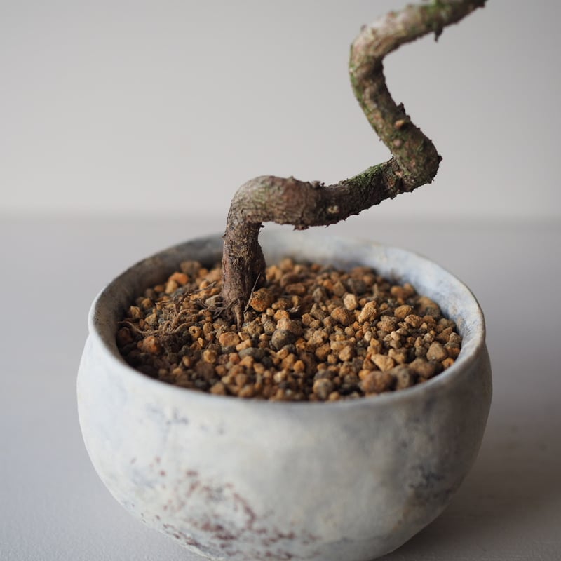 黒松（クロマツ）M サイズ：W20cm×H26cm | 榊麻美植物研究所