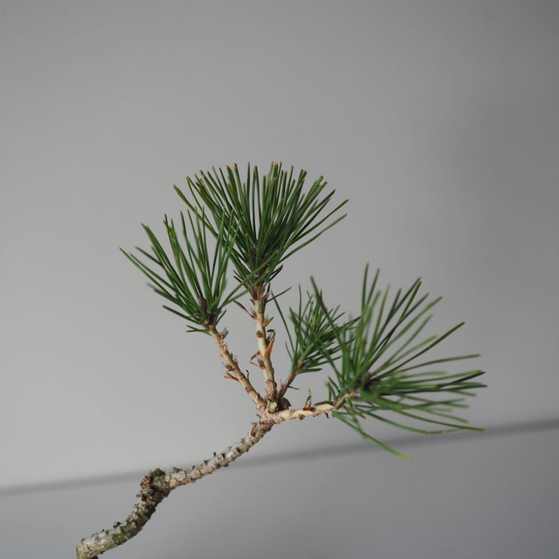 黒松（クロマツ）M サイズ：W20cm×H26cm | 榊麻美植物研究所